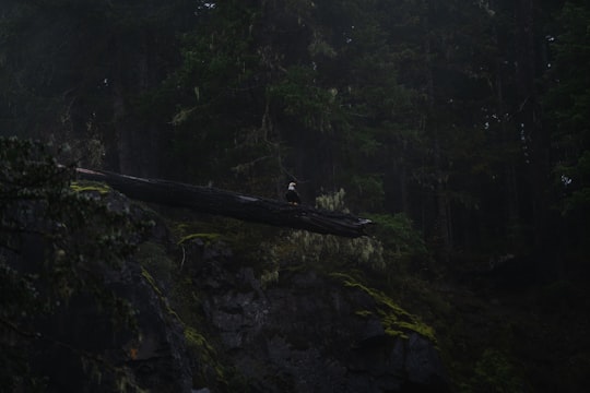 photo of Campbell River Forest near Comox Lake