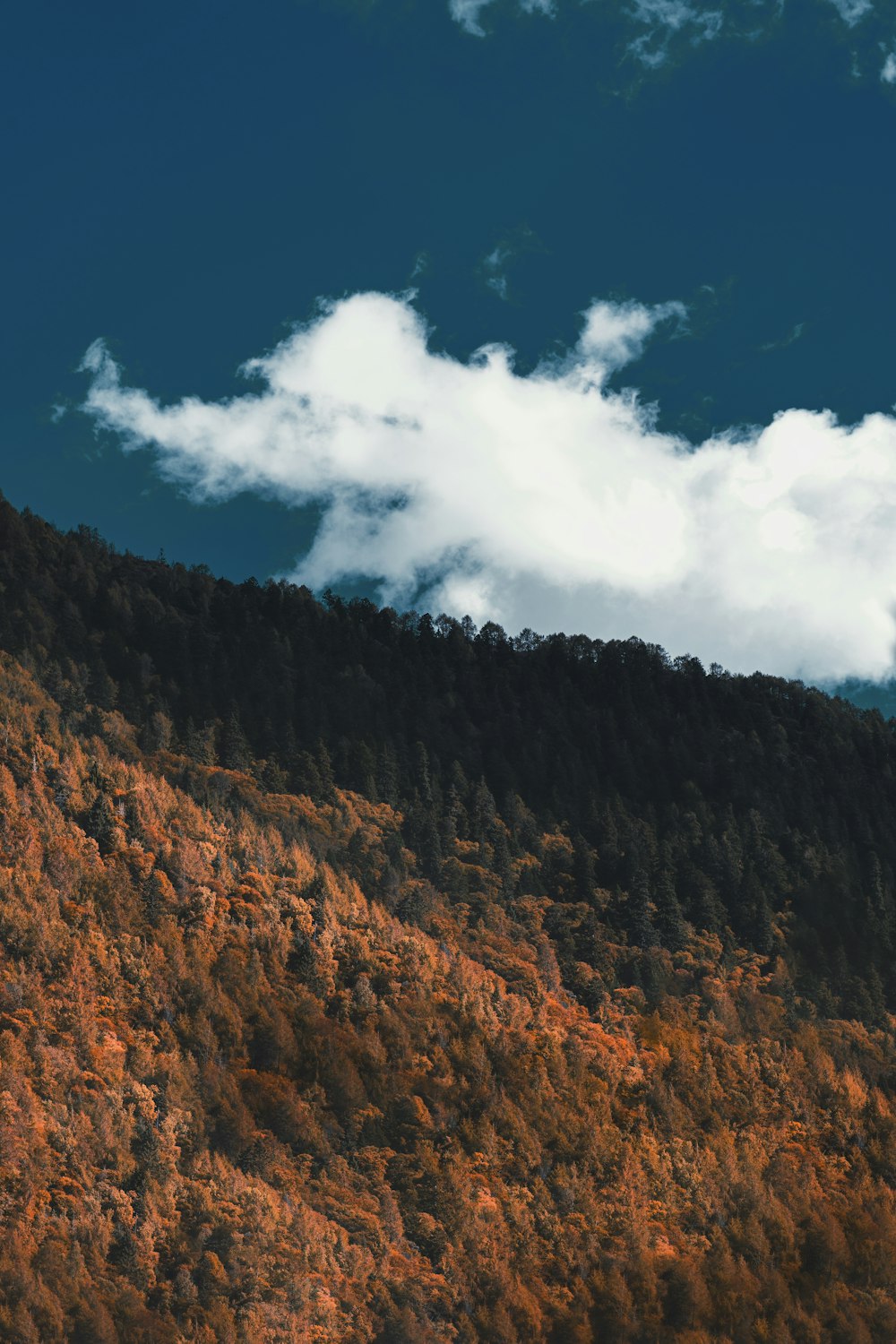 green-leafed pine trees