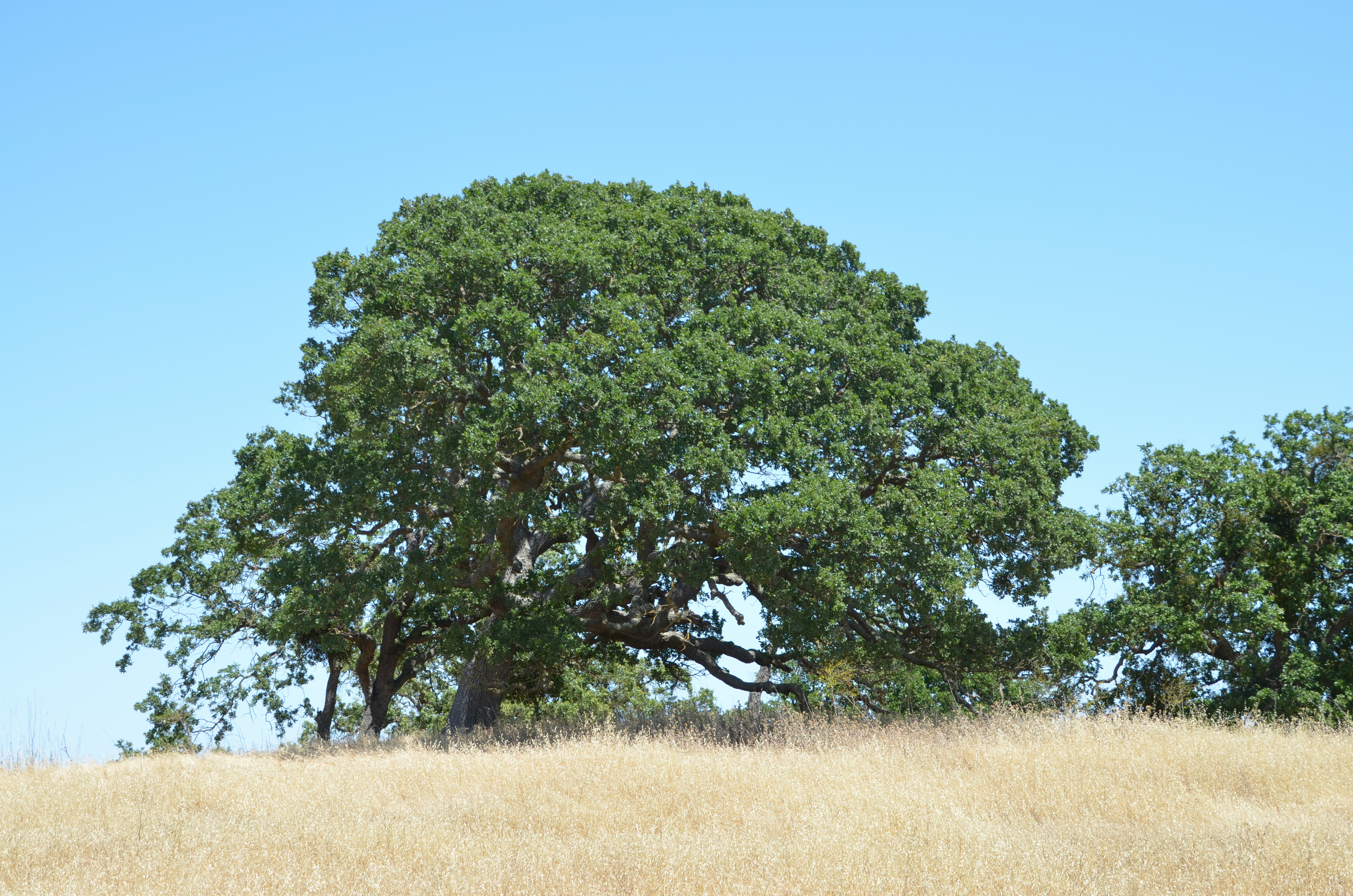 Read By the River: Nature's Best Hope
