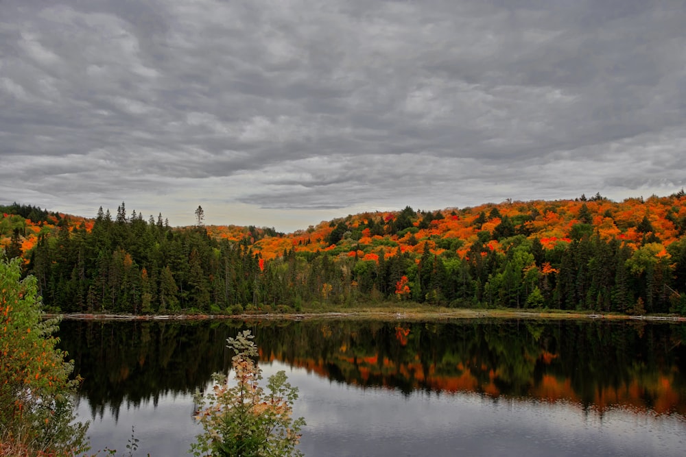 green trees near body of water under cloudy sky