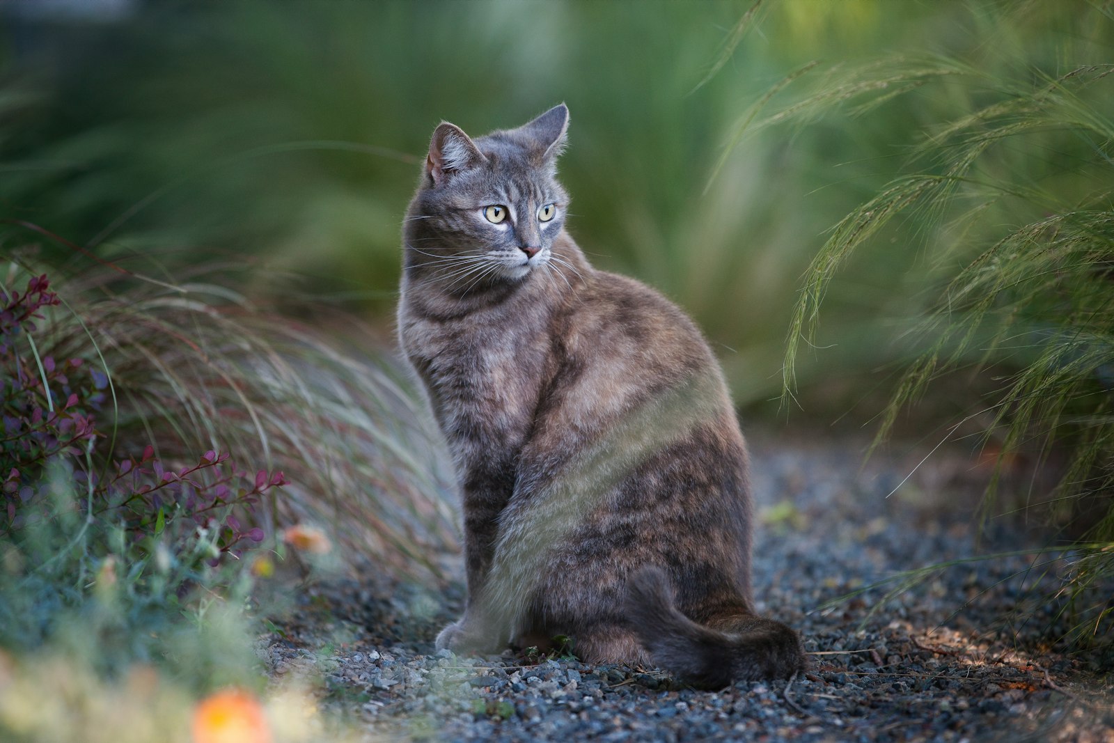 Canon EOS-1Ds Mark III + Canon EF 70-200mm F2.8L IS II USM sample photo. Grey and brown cat photography