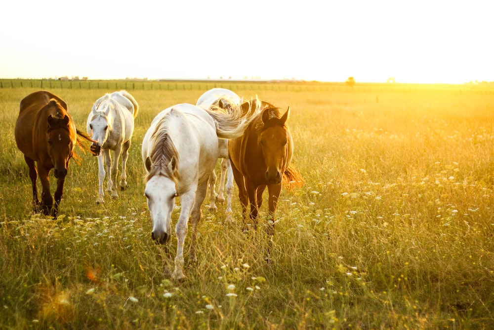 horses walking on grass