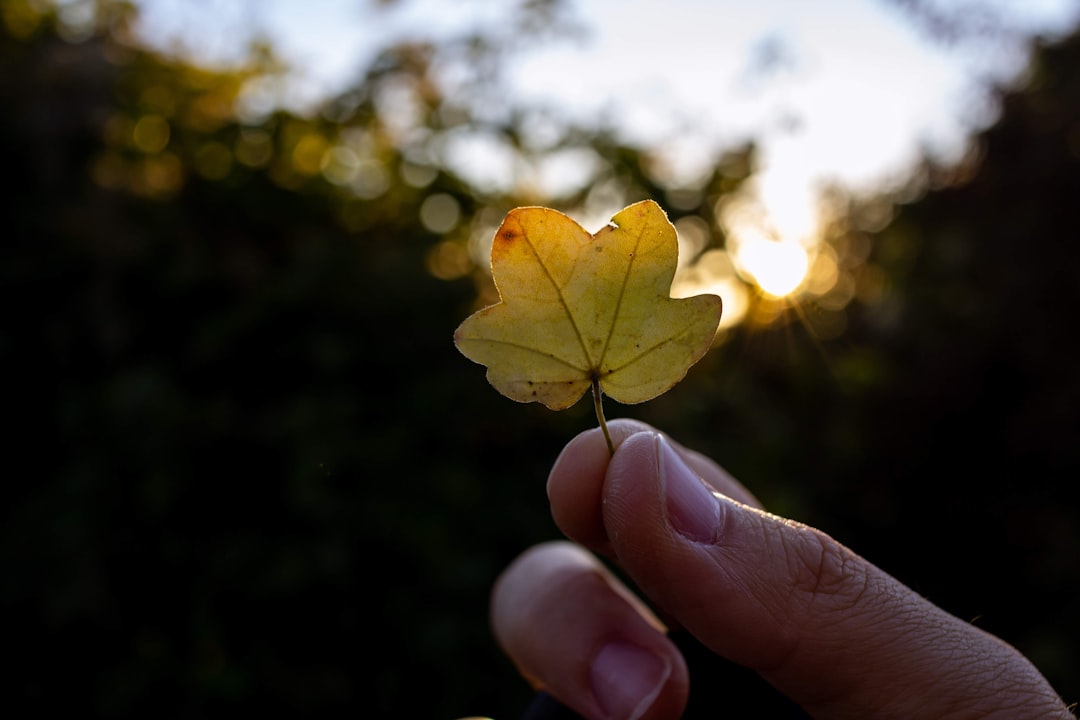 yellow leaf