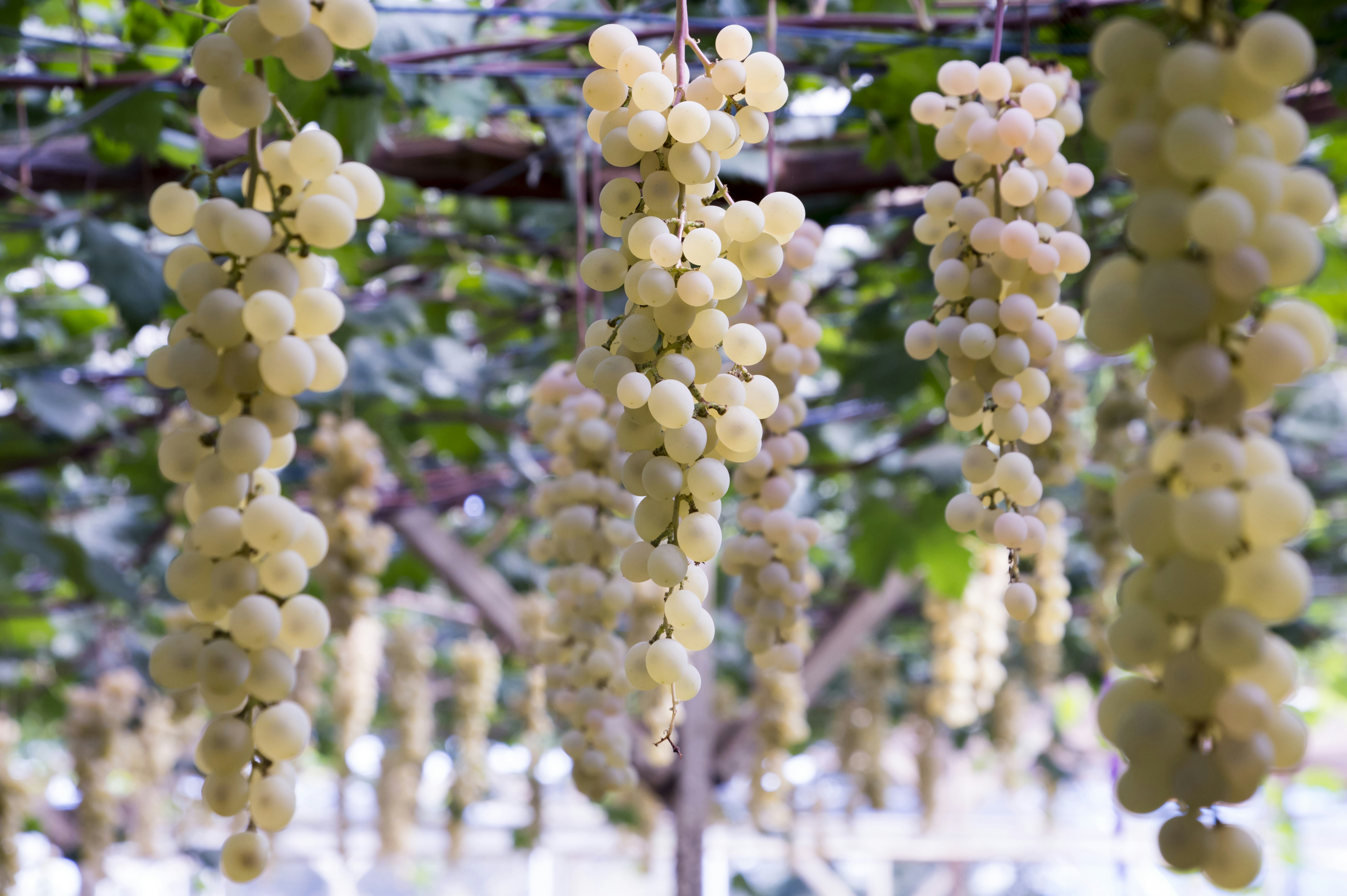 White Grape Pictures | Download Free Images on Unsplash