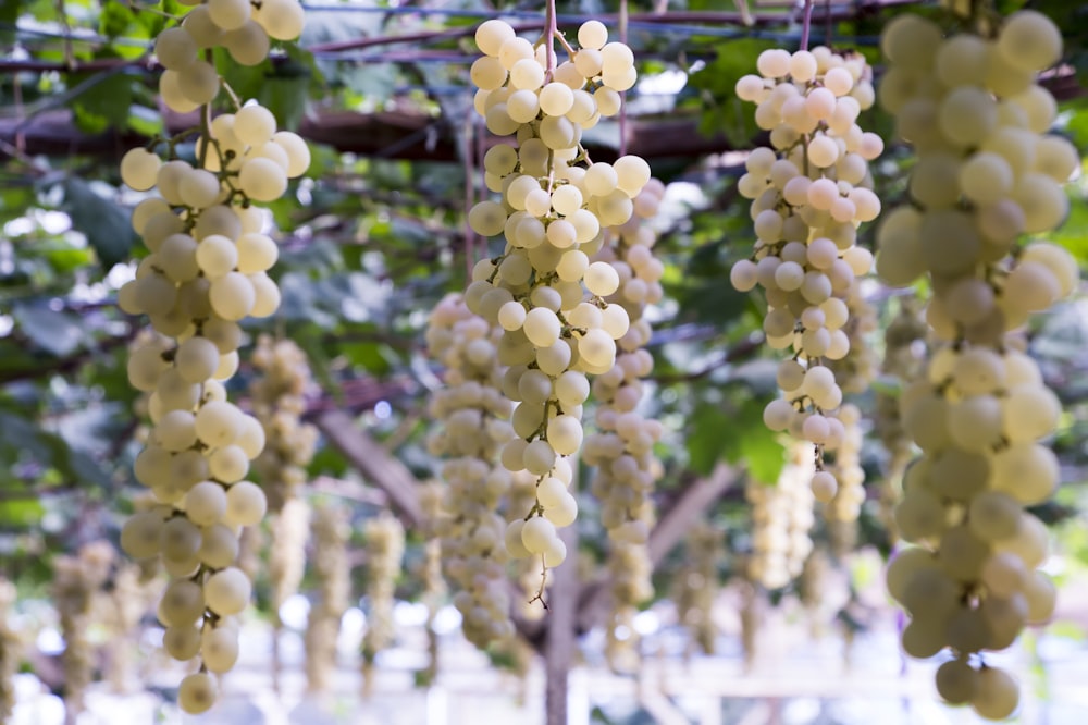 round white grape fruit lot