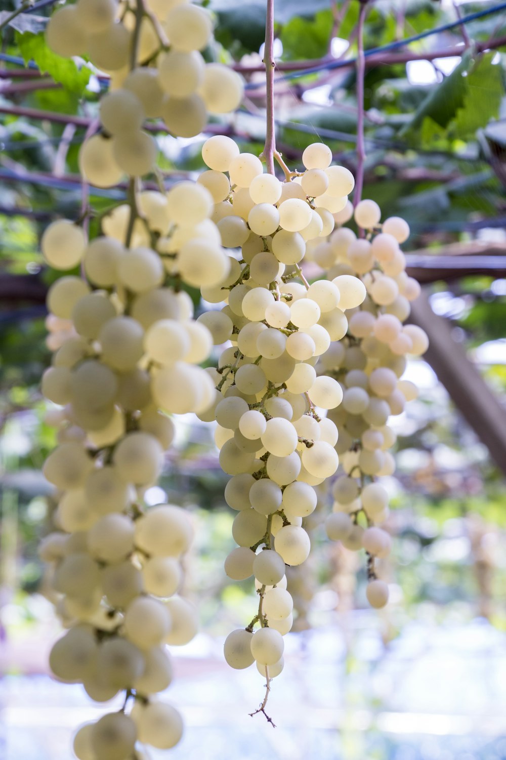 white grapes macro photography