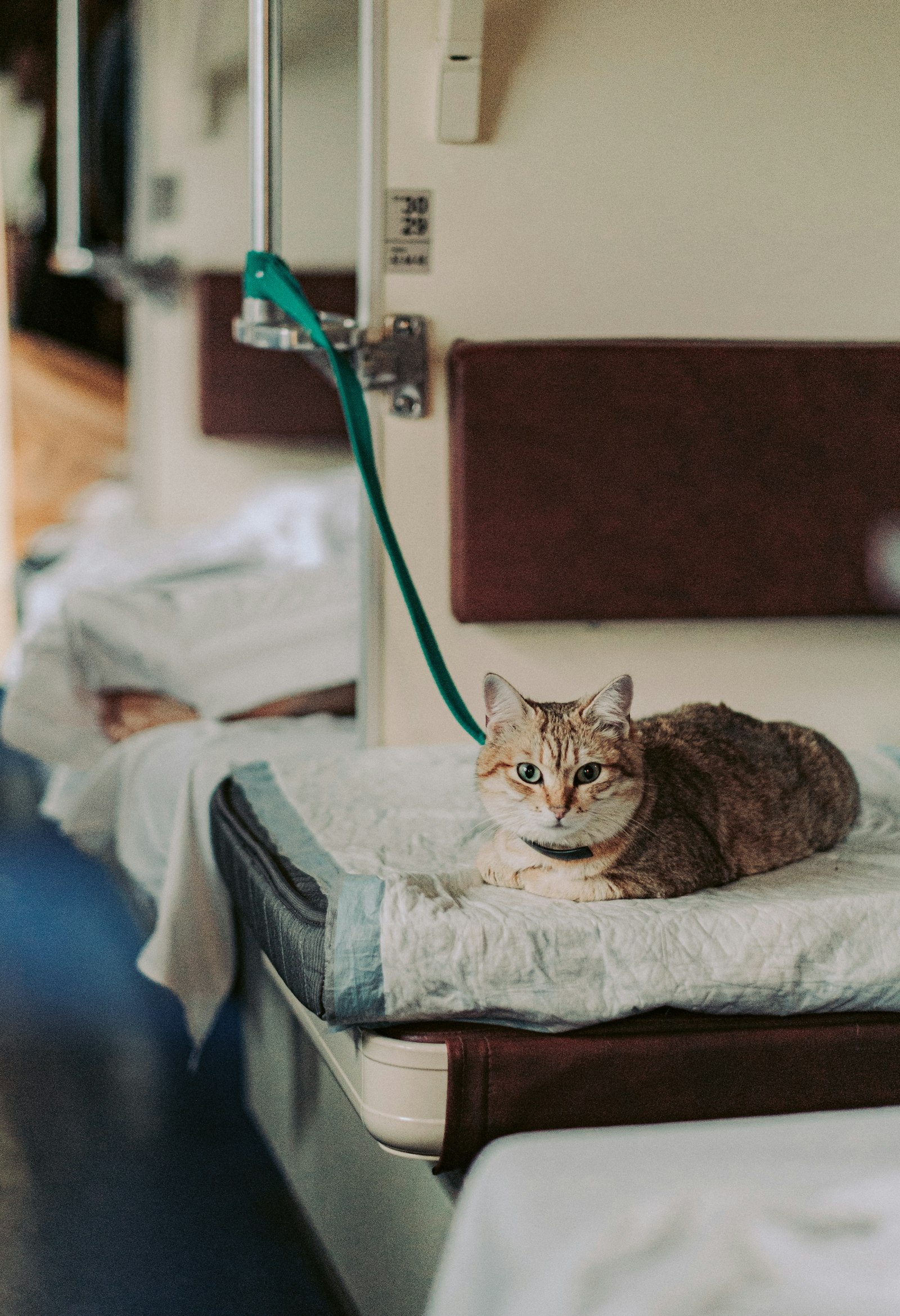 Fujifilm X-T3 + Fujifilm XF 56mm F1.2 R sample photo. Brown tabby cat on photography