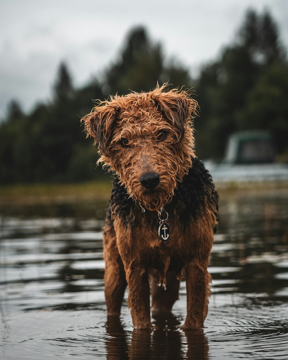 long-coated brown and black dog walking on body of water