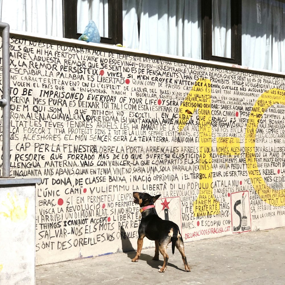 dog looking at wall