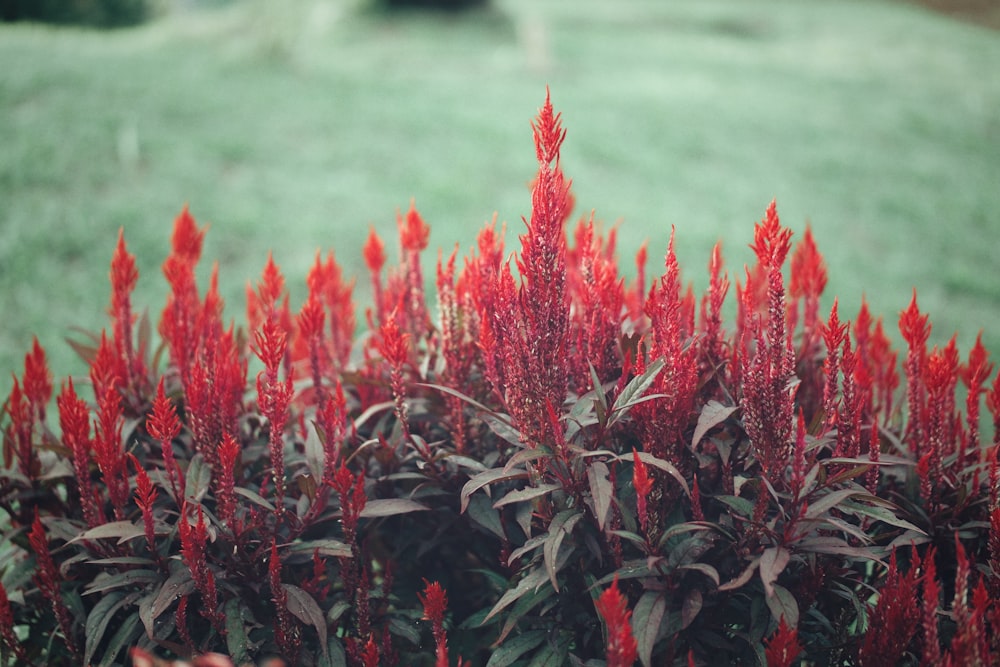 red flowers