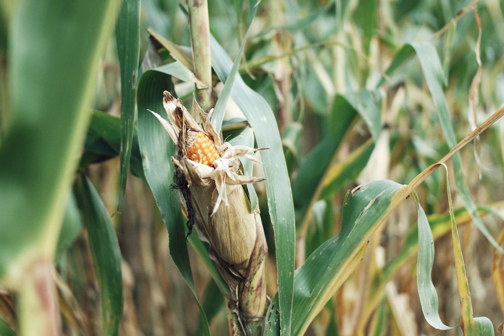 yellow corn