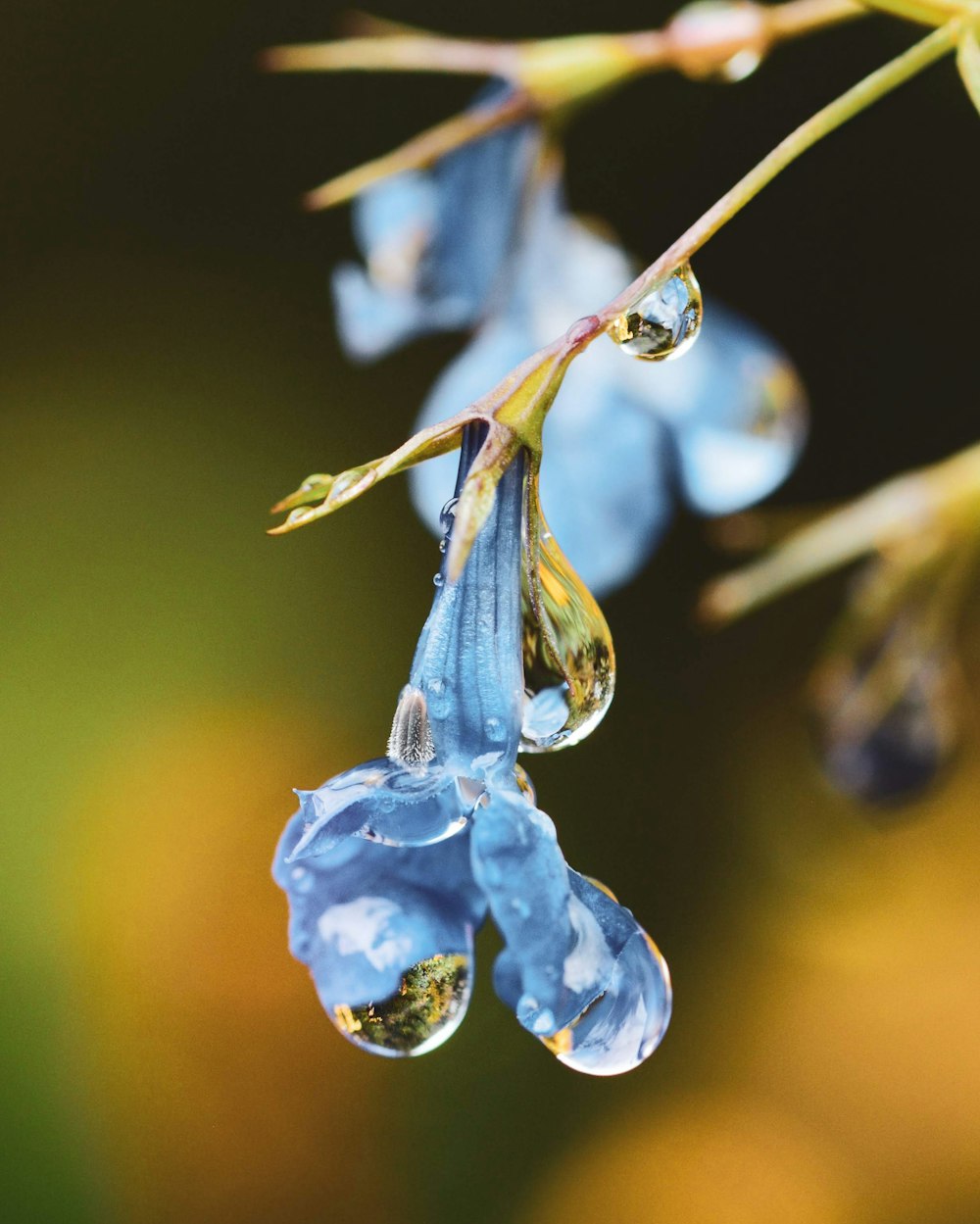 Fiore blu nella fotografia a fuoco selettivo