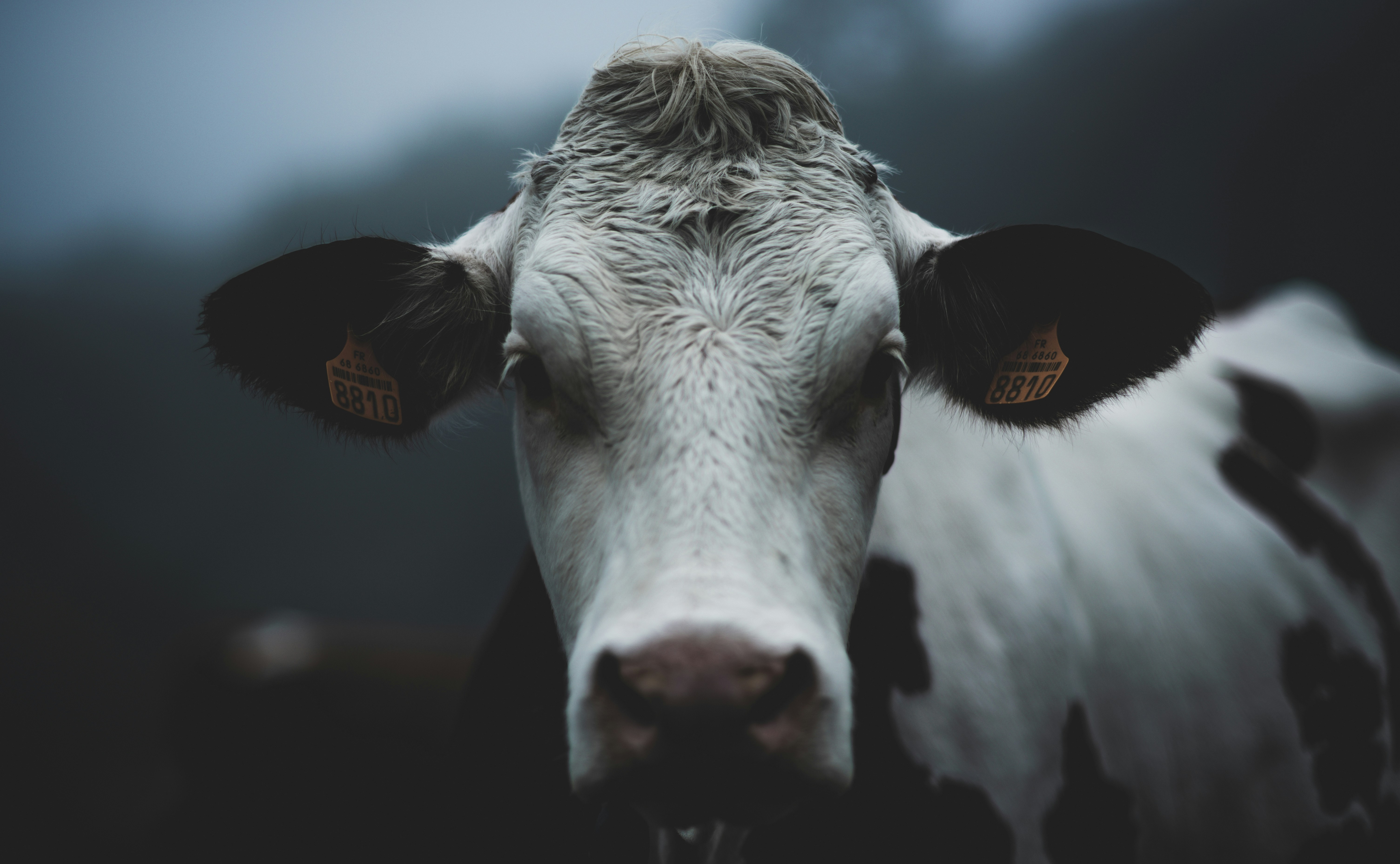 Photo by mathieubigard