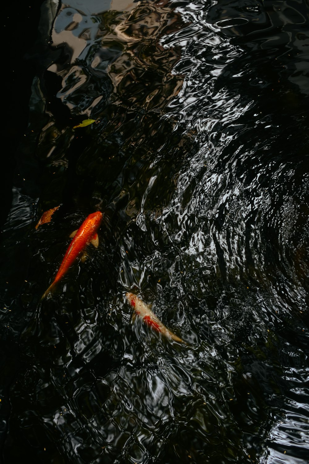 orange koi fish