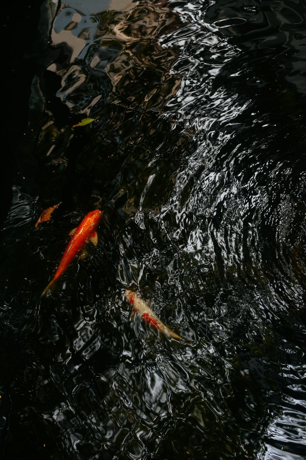 オレンジ色の鯉