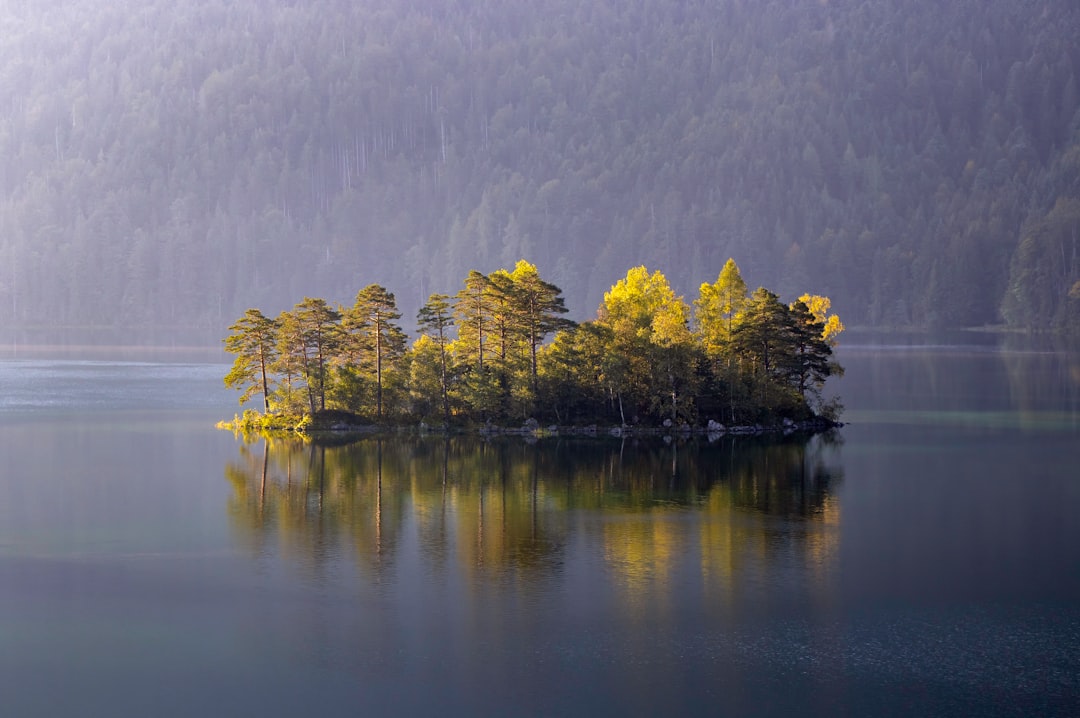 green trees surrounded by trees