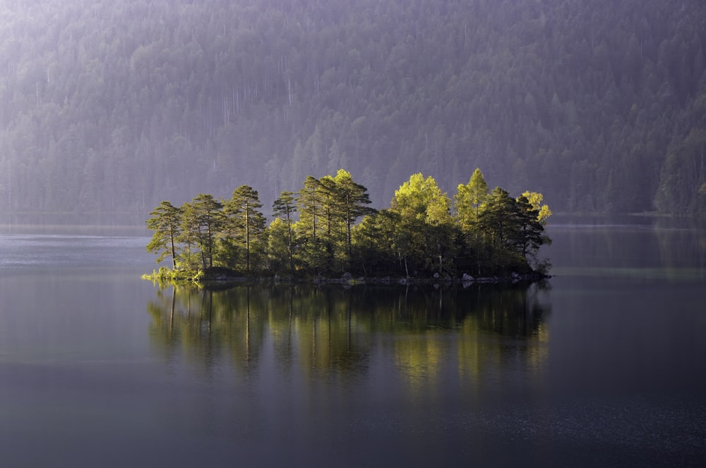 green trees surrounded by trees