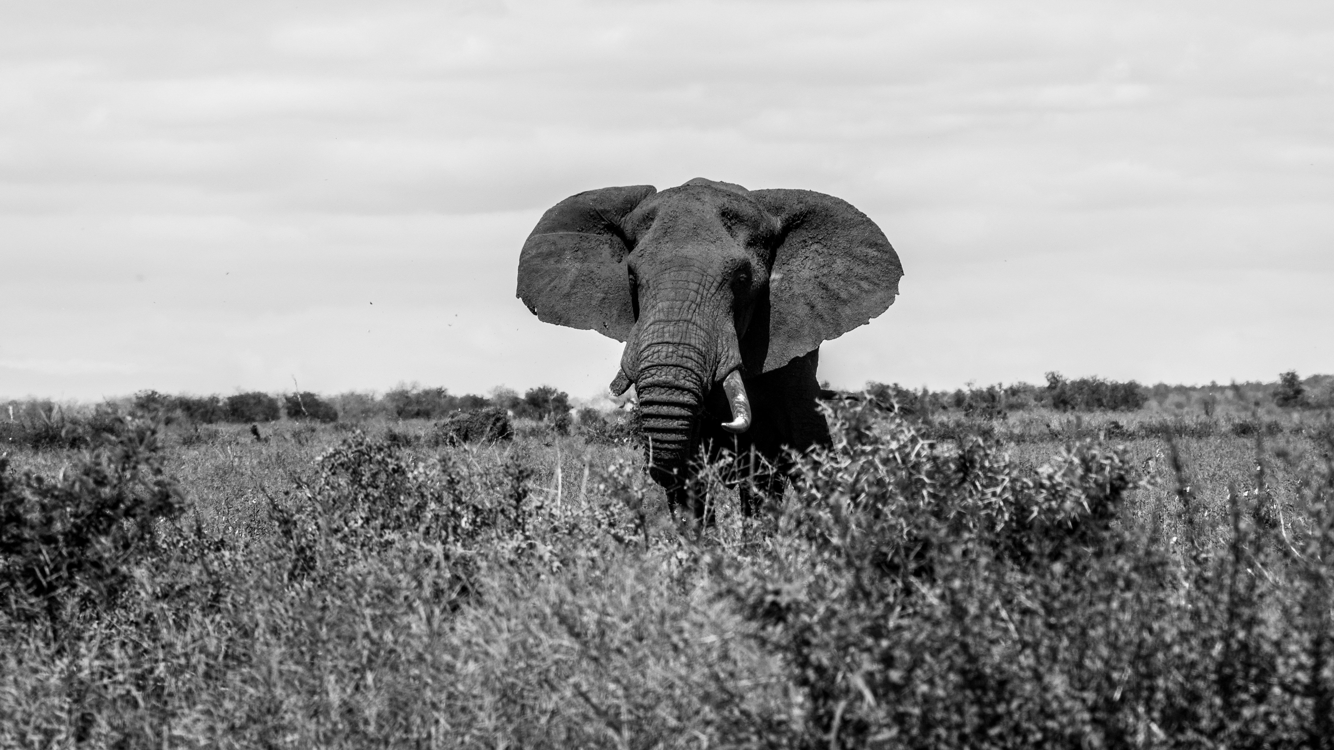 big, old and proud elephant walking free