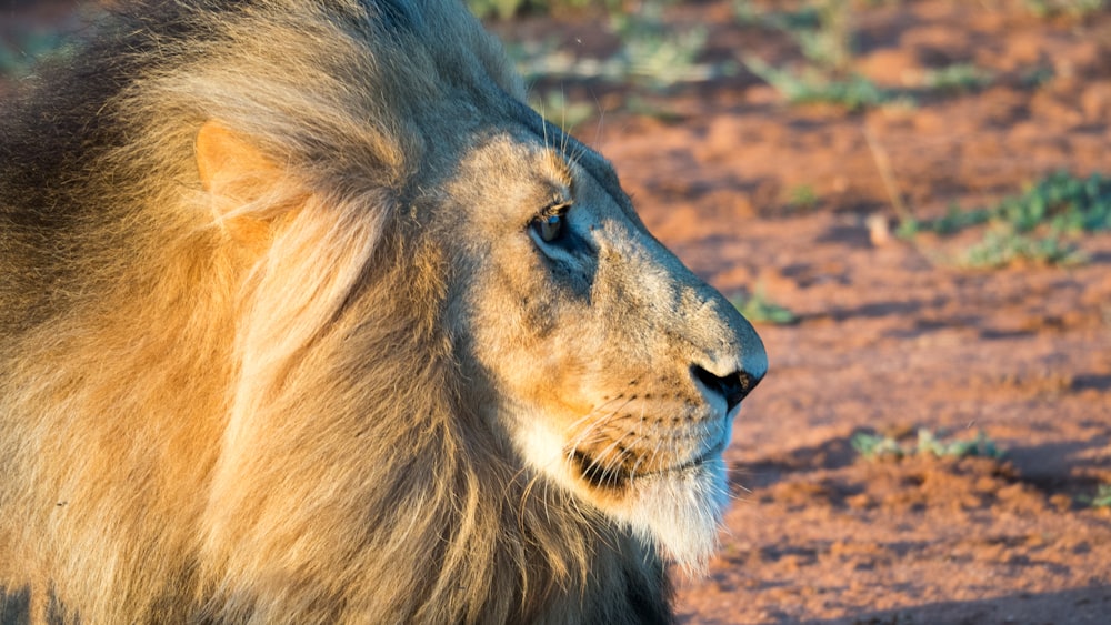 macro photography of male lion