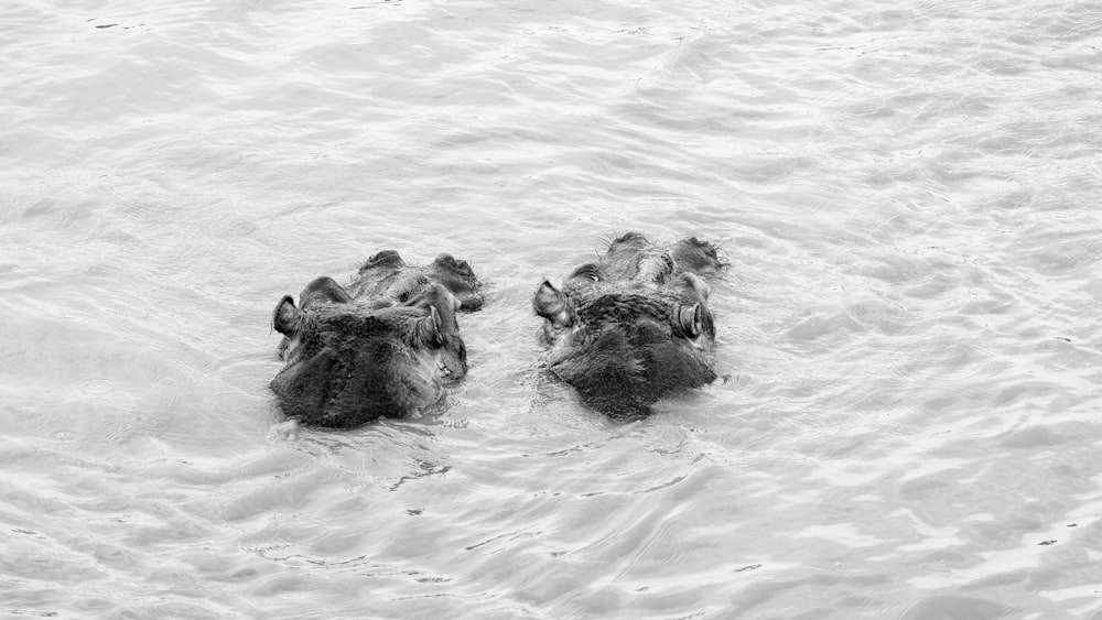 un couple d’animaux qui sont dans l’eau