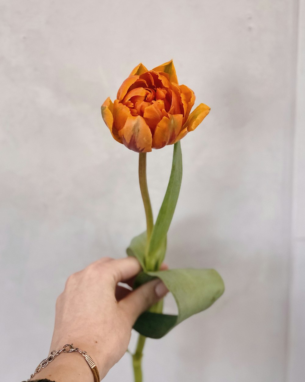orange tulip flower