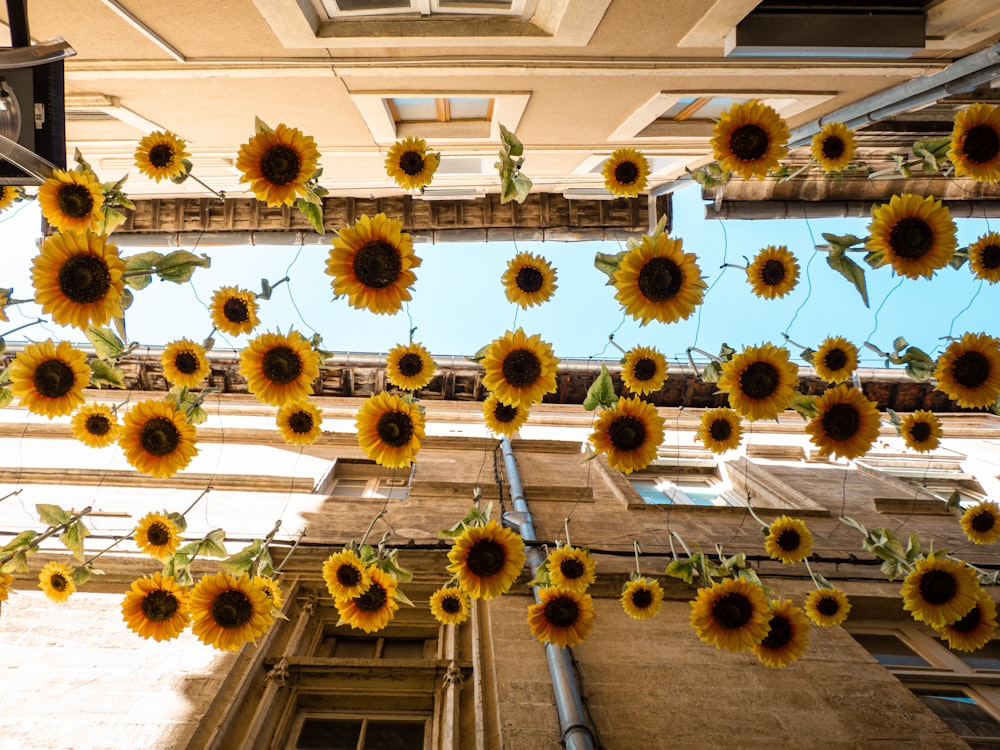 low-angle photography of blooming yellow sunflowers
