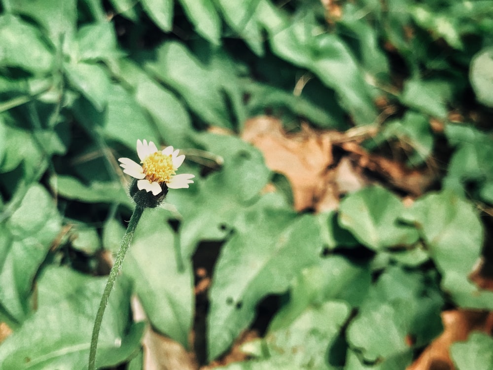 white and yellow flower