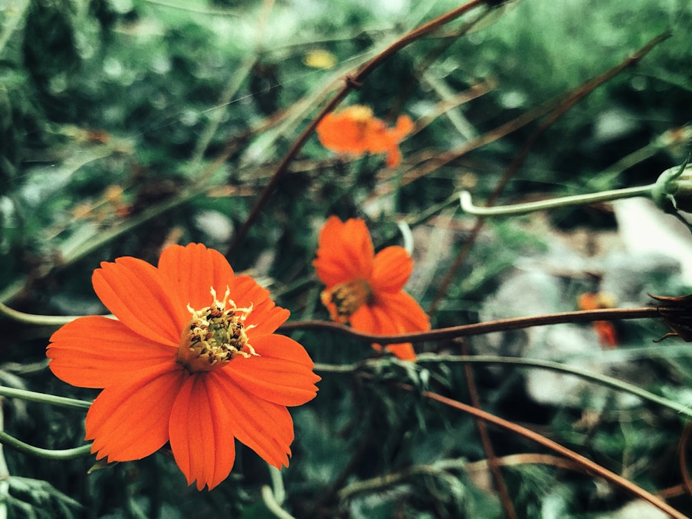 orange petaled flower