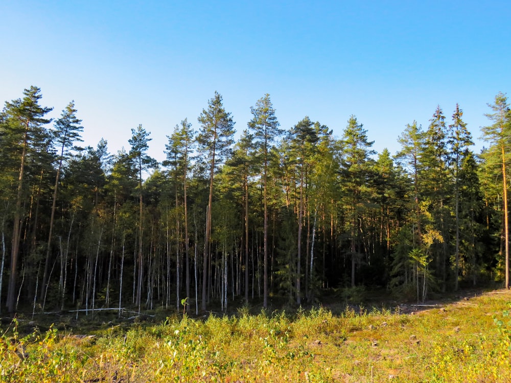 green leafed trees