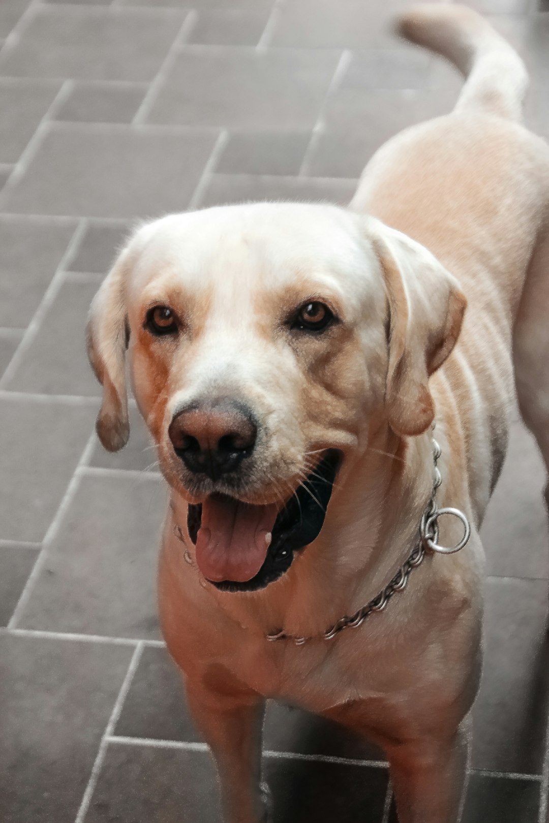 yellow Labrador retriever with collar