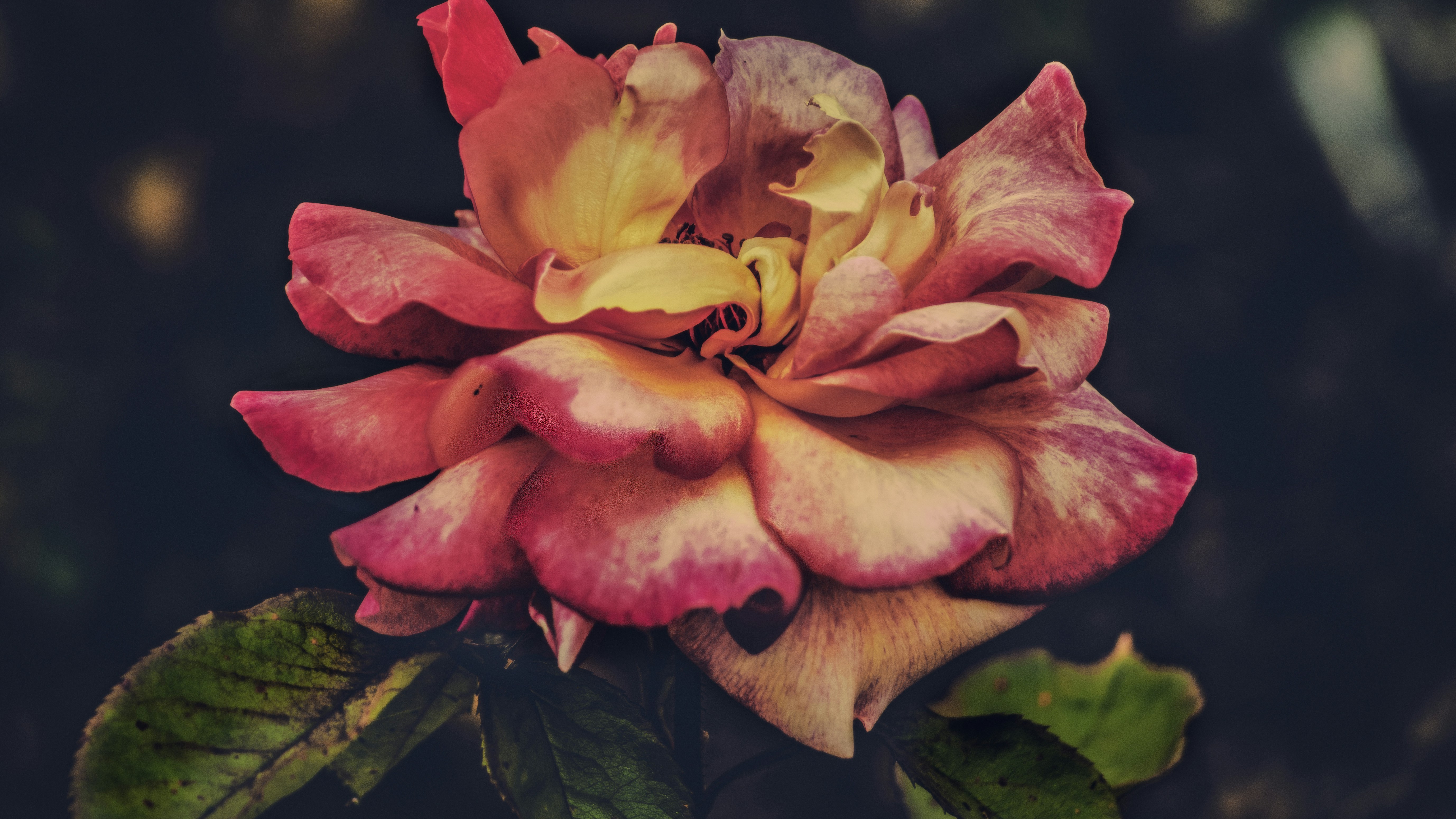 Red, pink, and yellow rose