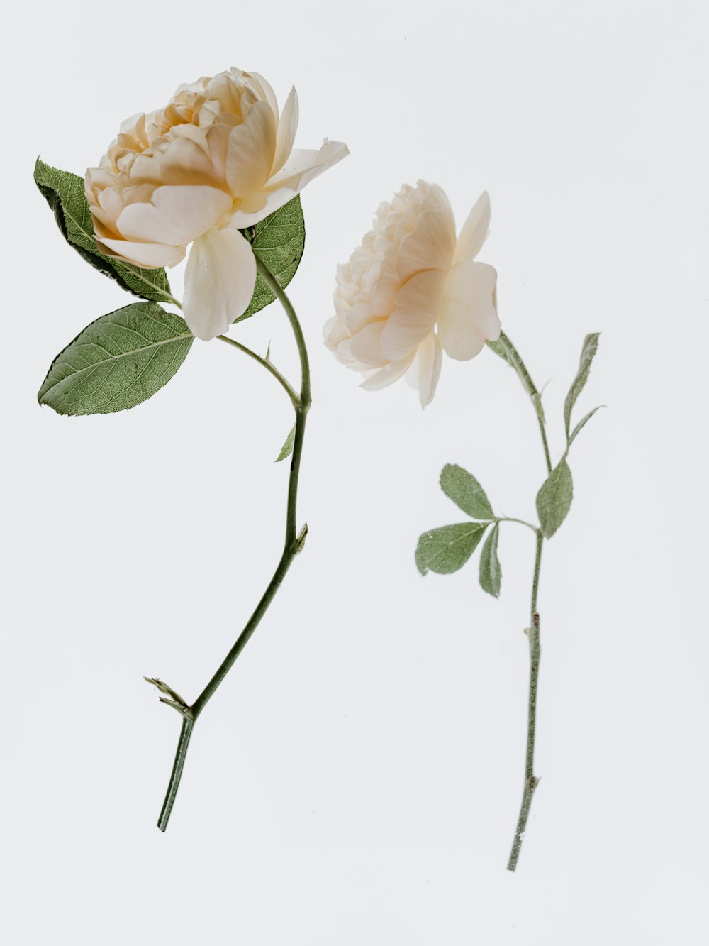 fleur à pétales blancs