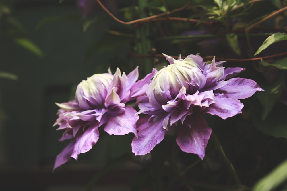 pink flowers with green leaves