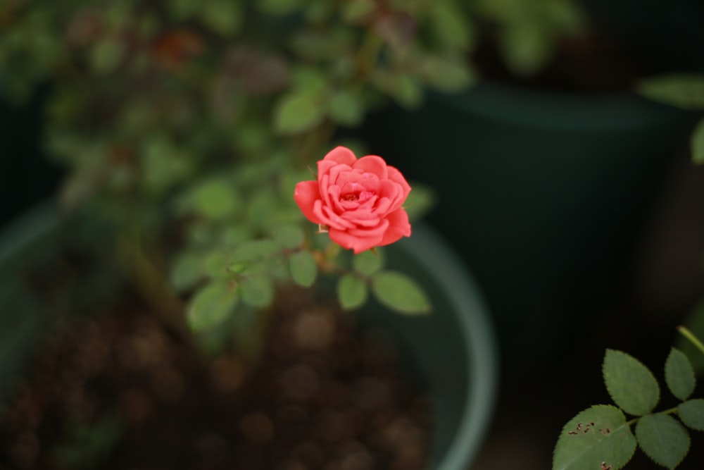 close-up photography of pink rose flower