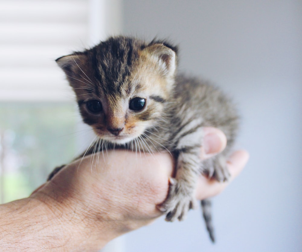 Fotografía de primer plano de gatito atigrado marrón