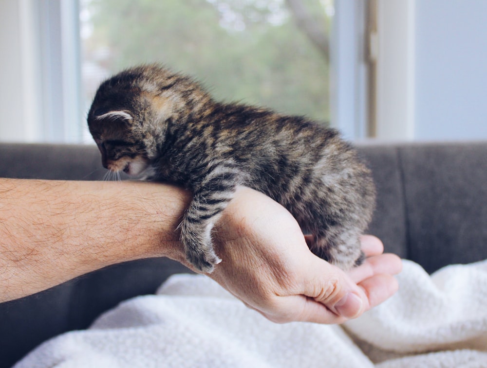 brown tabby kitten