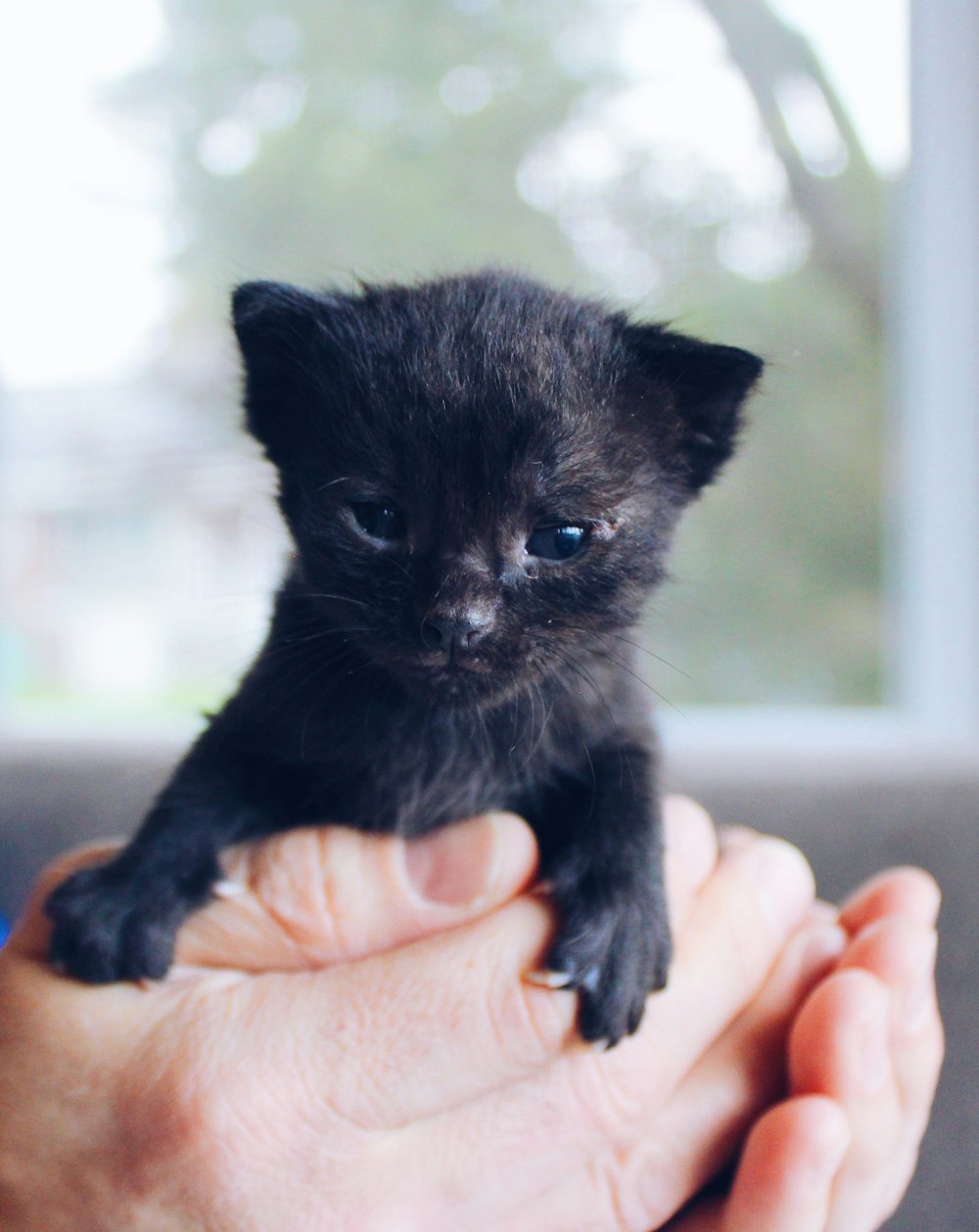 black kitten