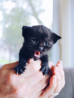 A small black kitten with blue eyes is being held gently by human hands. The kitten appears to be vocalizing, with its mouth open. The background is softly blurred, suggesting an indoor setting with natural light coming through a window.