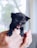 A small black kitten with blue eyes is being held gently by human hands. The kitten appears to be vocalizing, with its mouth open. The background is softly blurred, suggesting an indoor setting with natural light coming through a window.