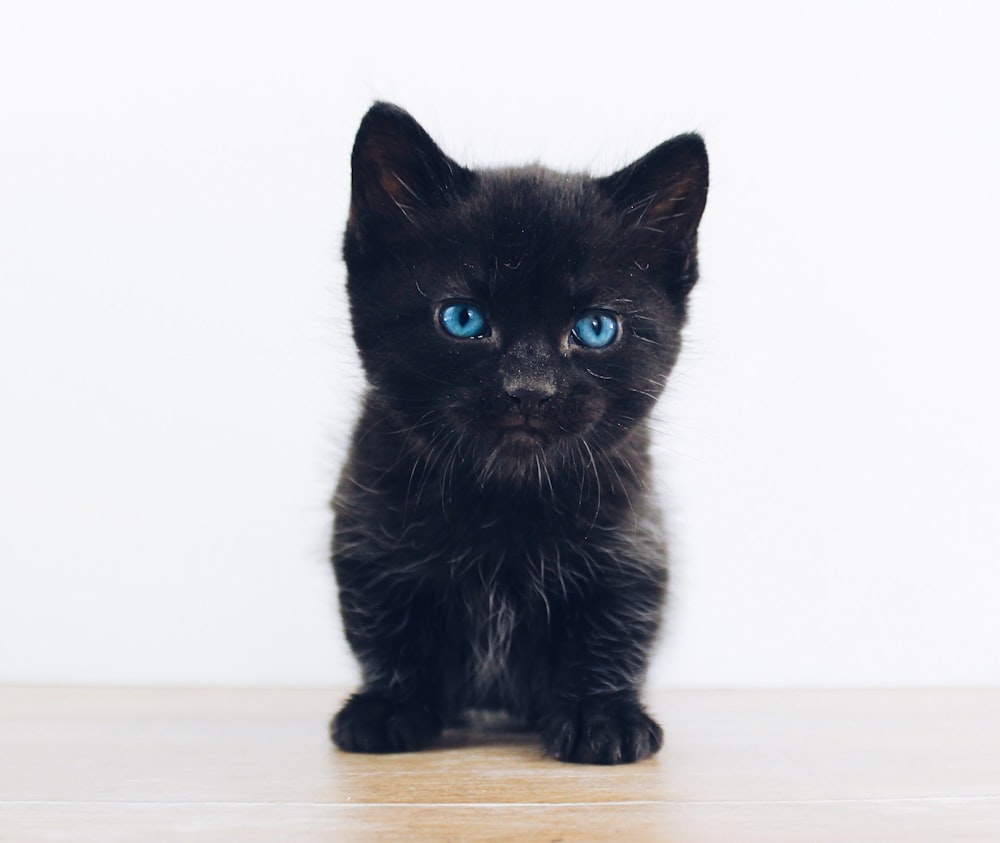 black kitten