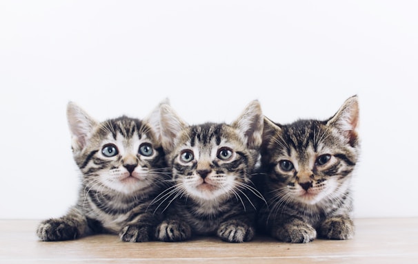 three brown tabby kitten lying on board