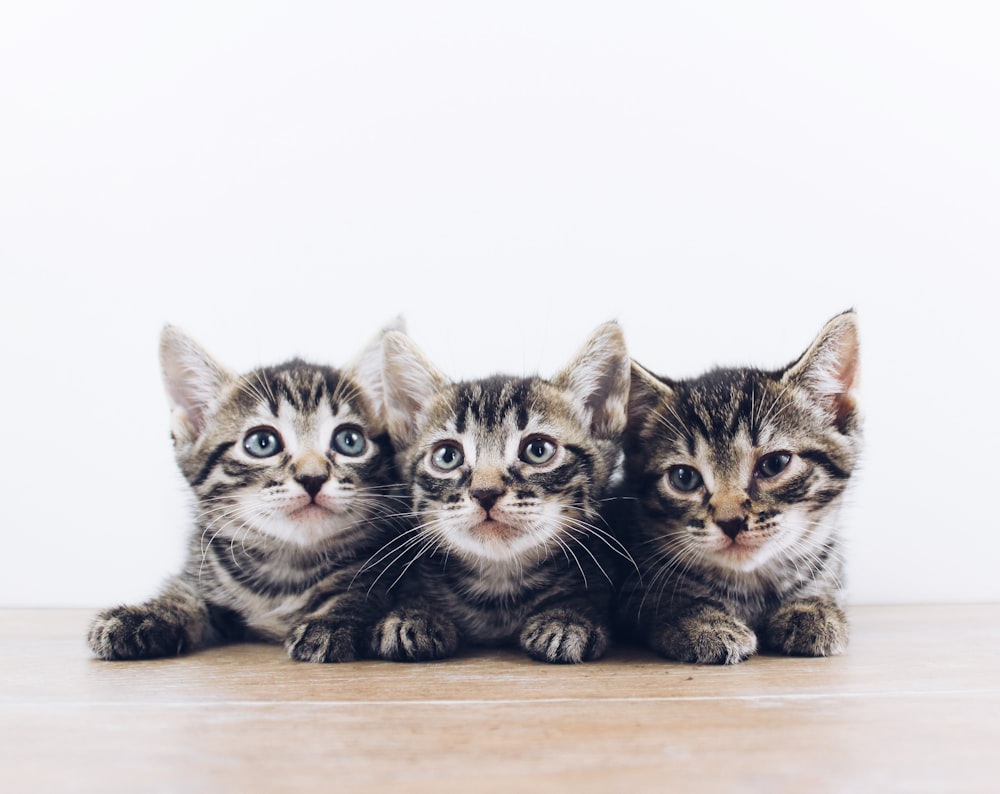 three brown tabby kitten lying on board