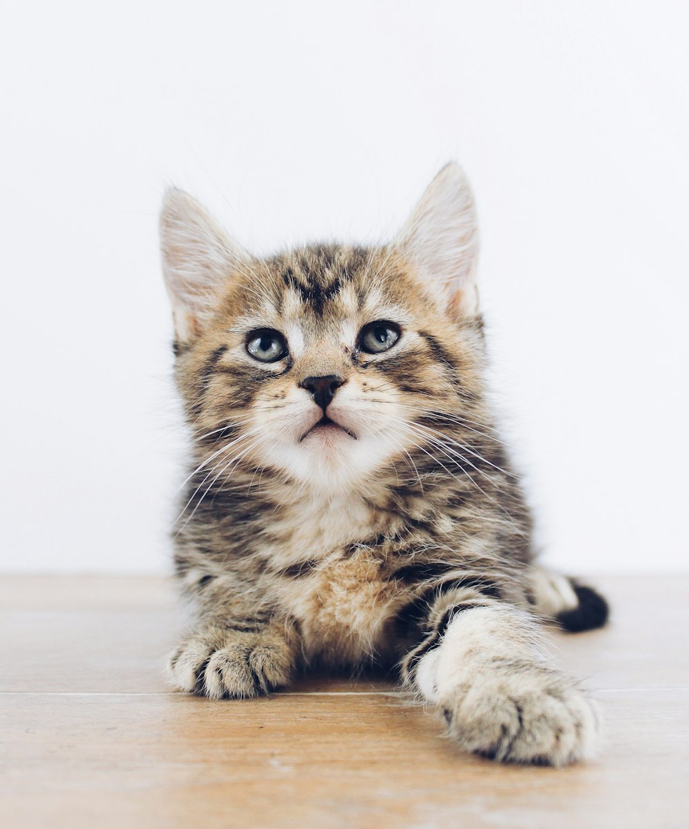 船上にうつ伏せに寝そべる茶色のぶちの子猫のクローズアップ写真