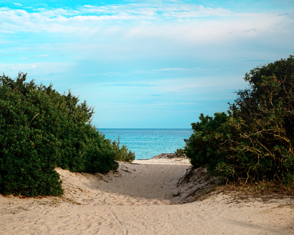 shrubs and sand seashore during day