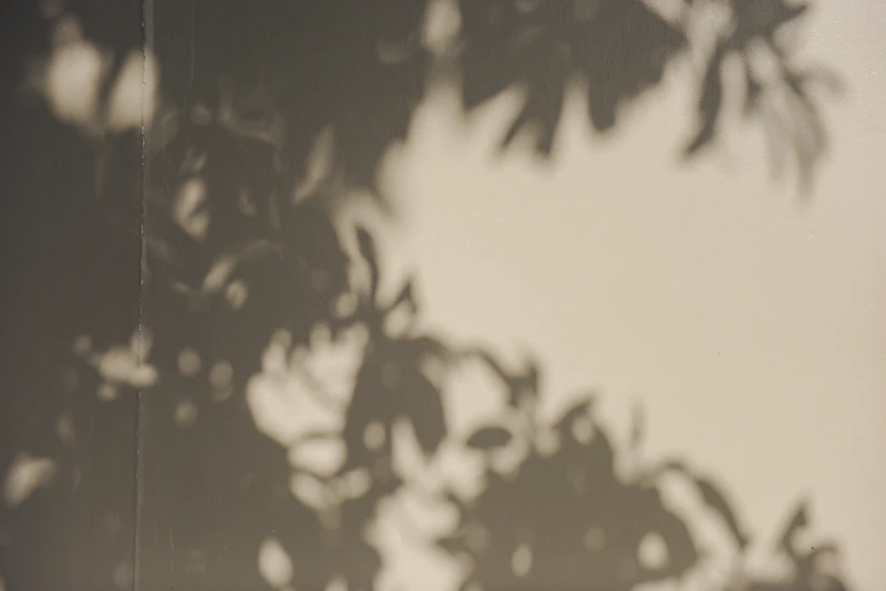 Leaf shadows on a neutral wall