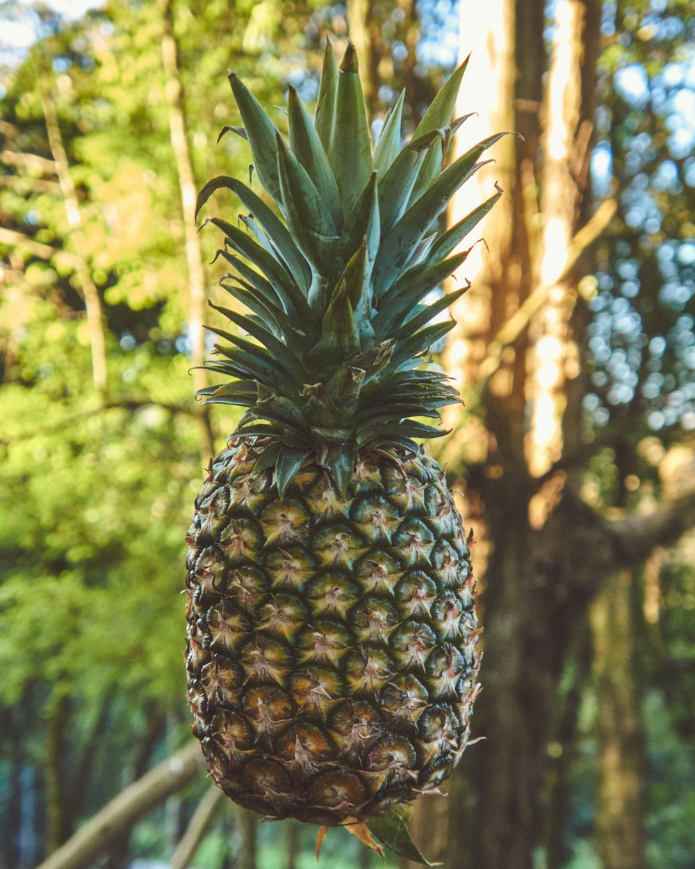 yellow and green pineapple fruit