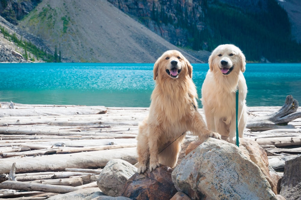 two adult golden and light golden retrievers on rock during day