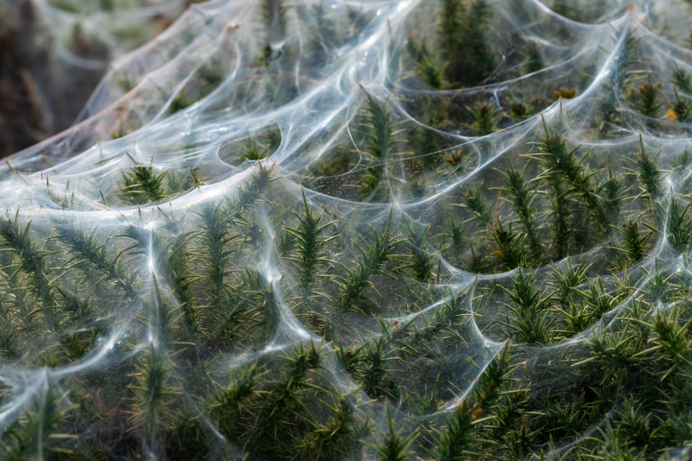 a bunch of plants that are covered in plastic