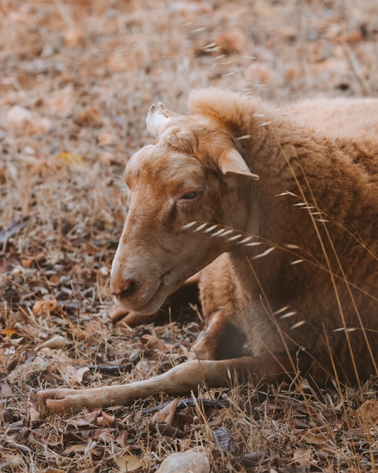 brown goat in Mallorca Spain