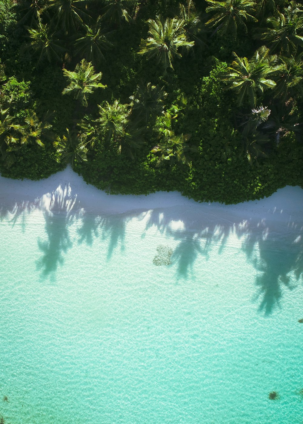aerial photography of sea beside trees